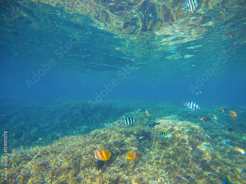 Tropical Fish Butterflyfish By Sand Sea Bottom Tropical
