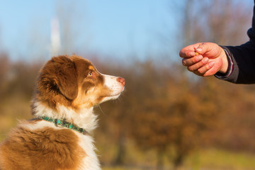 Wall Mural - man gives his puppy a treat