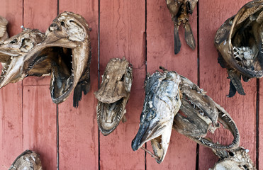 Exhibition fishing trophies - Aland Islands, Finland