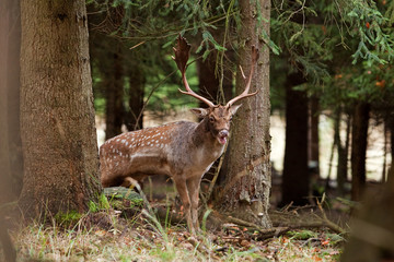 Sticker -  fallow deer, dama dama, Czech republic