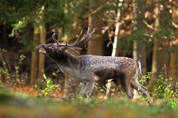 Wall Mural - fallow deer, dama dama, czech republic