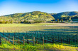 Bare vines in winter forming patterns across landscape in vineyards off Silverado Trail near Napa, California.
