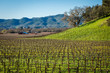 Bare vines in winter forming patterns across landscape in vineyards off Silverado Trail near Napa, California.