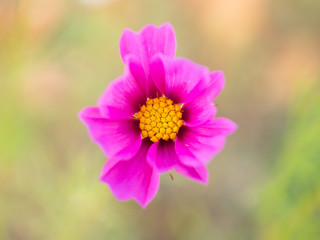 cosmos flower field on mountain