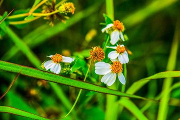 Canvas Print - Grass flower in nature