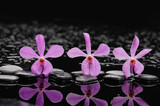 Fototapeta Kuchnia - Still life with three pink orchid with black stones 