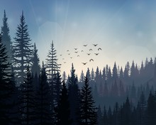 Pine Forest Landscape Background