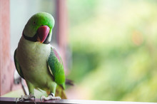 Portrait Of Ringnecked Parakeet