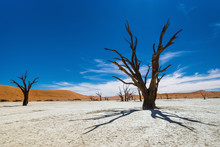 Dead Camelthorn Trees Against Blue Sky In Deadvlei, Sossusvlei. Namib-Naukluft National Park, Namibia, Africa.