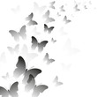 vector, beautiful background with butterflies,
template