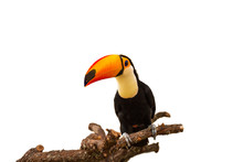 Colorful Toucan On The Branch