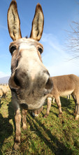 Cute Donkey With Long Ears And Graze Along With Other Animals