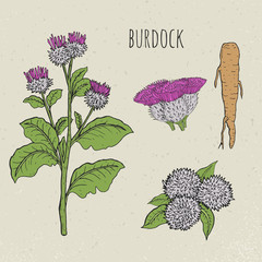 Wall Mural - Burdock medical botanical isolated illustration