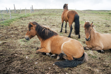 Wall Mural - Tired horse lying on the ground among other horses 