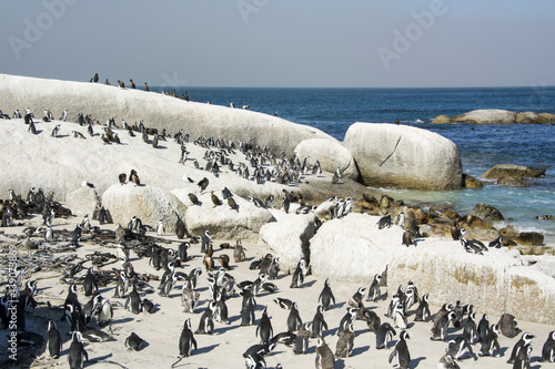 African Penguins Boulders Beach Cape Town South Africa This African Penguins Boulders Beach Cape Town South Africa