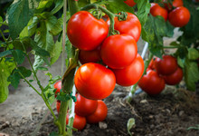 Ripe Tomatoes In Garden Ready To Harvest