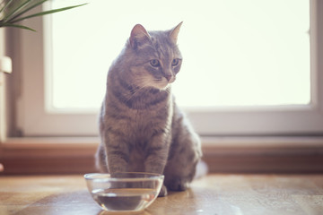 Wall Mural - Cat drinking water