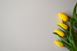 żółte tulipany na białym tle