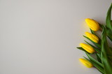Fototapeta Tulipany - żółte tulipany na białym tle