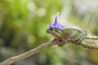 Frog With Hat Flower