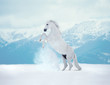 White reared horse on snow on mountains background