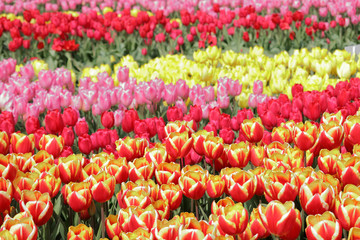 Fotomurales - Beautiful tulip flowers in the park
チューリップ