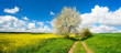 Landschaft im Frühling, Kirschbäume in voller Blüte, grüne Wiese, Rapsfeld, Feldweg