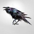drawn isolated colored bird sitting raven