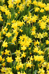  The big amount of the yellow daffodils growing in the field