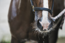 Close Up Of A Horse With White Blaze On Its Head.