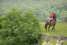 Jockey wearing a red shirt on a race horse at a race course, point to point racing. 