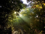 Fototapeta  - Shining sun, sunbeams during misty morning in deciduous forest