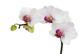 Fototapeta Storczyk - white orchids isolated on white