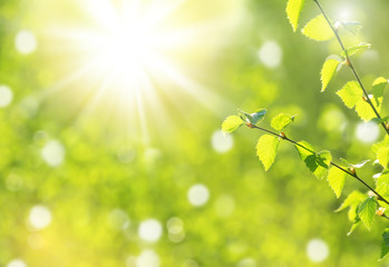 Poster - Spring natural background with young  birch branches in the sun