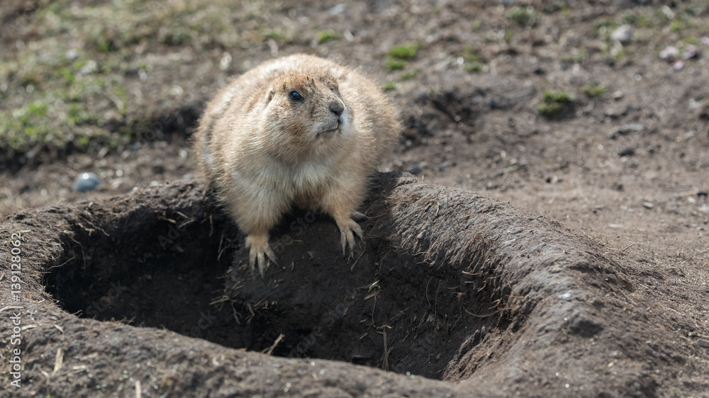 Prairie dog standing outside its burrow on a sunny day