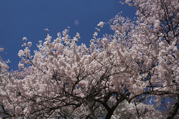 CHERRY BLOSSOM