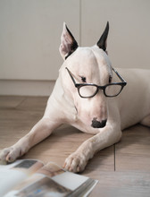 White Bull Terrier Dog With Vintage Eyeglasses Reading A Book