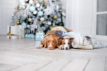 Dog In The Scenery, The Holiday And The New Year, Christmas, Holiday And Happy