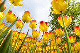 Fototapeta Tulipany - Spring in garden, flower background, tulips