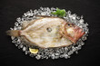Fresh St Peter's fish on ice on a black stone background
