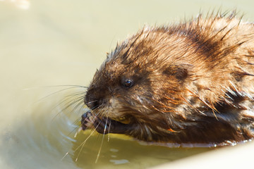 Musquash or musk-rat swims eats in the water