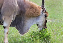 Closeup Portrait Of Antelopes On The Masai Mara National Reserve - Kenya
