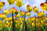Fototapeta Tulipany - Tulips , the flowers in the garden , early spring