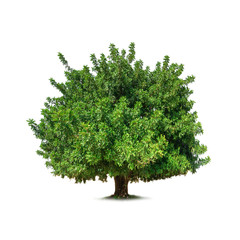 Fototapete - tree