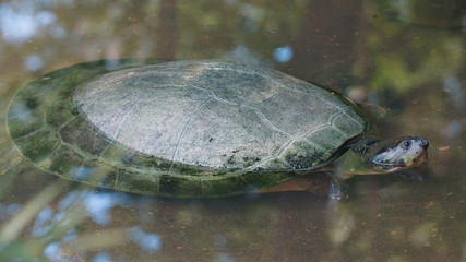 Turtle in the river taking his head out of the water. Common names: Charapa. Scientific name: Podocnemis unifilis