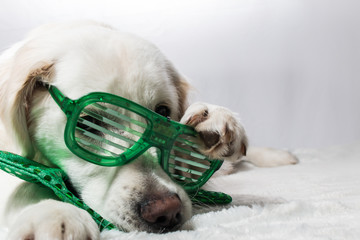 White golden retriever with green St. Patrick's party glasses and green bow tie