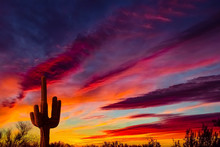 Arizona Desert Landscape With Siguaro Cactus In Silohouette