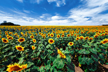 Field Of Blooming Sunflowers On A Background Sunset