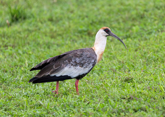 The ibis on the meadow - El Cedral, Los Llanos, Venezuela