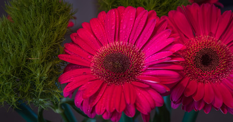 Two beautiful fresh pink gerbera daisies in the dark background, closeup